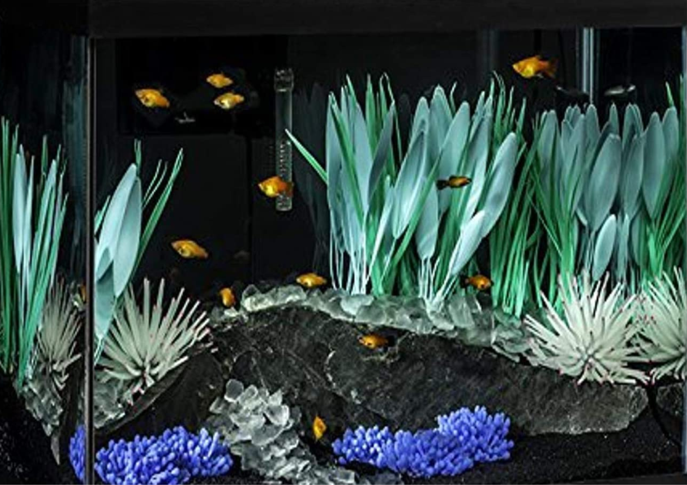 Read more about the article Top 10 amazing and magical fish aquarium !